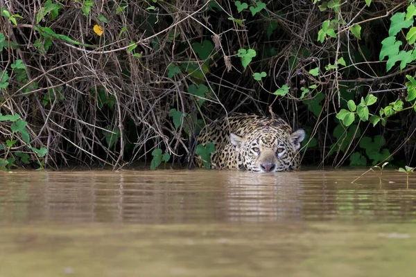 Jaguar Panthera Onca Zoek Naar Camayn Prooi Rivier Pantanal Mato — Stockfoto
