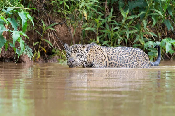 Jaguar Panthera Onca Zoek Naar Camayn Prooi Rivier Pantanal Mato — Stockfoto