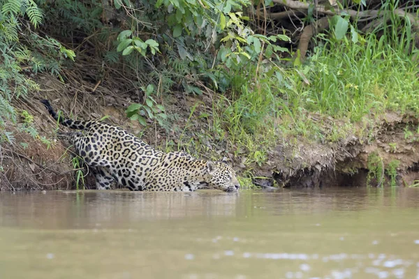 Jaguar Panthera Onca Zoek Naar Camayn Prooi Oever Van Rivier — Stockfoto