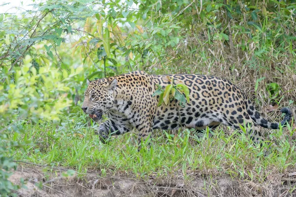 Jaguar Panthera Onca Busca Presas Margem Rio Pantanal Mato Grosso — Fotografia de Stock