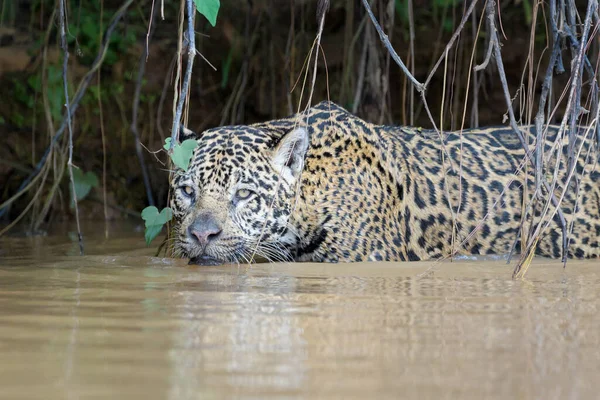 Jaguar Panthera Onca Portret Rivier Pantanal Mato Grosso Brazilië — Stockfoto