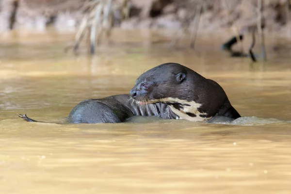 Giant Otter Pteronura Brasiliensis Water Pantanal Mato Grosso Brazil — Stok fotoğraf