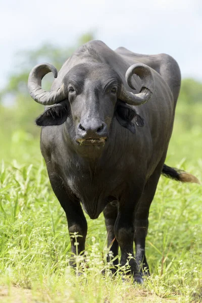 Water Buffalo Domestic Asian Water Buffalo Bubalus Bubalis Standing Looking — ストック写真