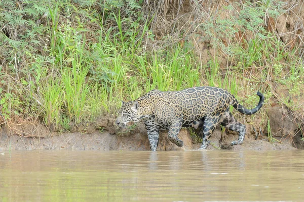 Jaguar Panthera Onca Wandelen Cuiaba Rivieroever Pantanal Mato Grosso Brazilië — Stockfoto