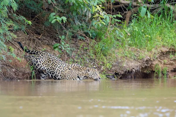 Jaguar Panthera Onca Camayn Préda Után Kutat Folyóparton Pantanal Mato Stock Kép