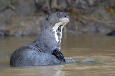 Dev su samuru (Pteronura brasiliensis) suda uzanır, kaşınır, Pantanal, Mato Grosso, Brezilya.