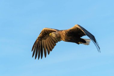 Beyaz kuyruklu deniz kartalı (Haliaeetus albicilla) mavi gökyüzüne karşı uçuyor, Norveç.