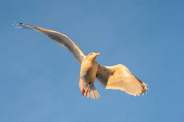 Mewa Śledziowa Larus Argentatus Lecąca Pod Błękitnym Niebem Ciepłym Światłem — Zdjęcie stockowe