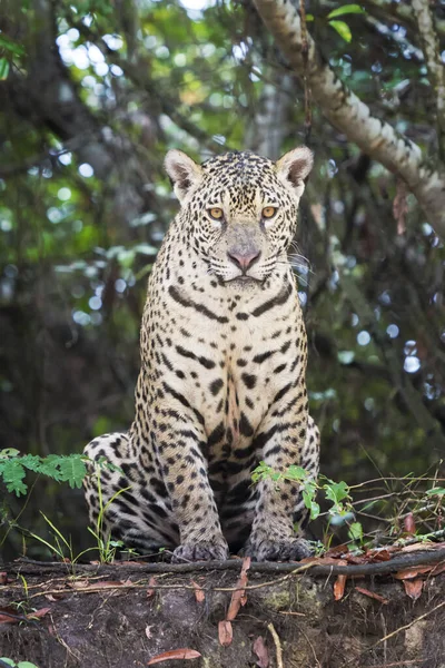 Jaguar Panthera Onca Zittend Rivieroever Jungle Kijkend Naar Camera Pantanal — Stockfoto