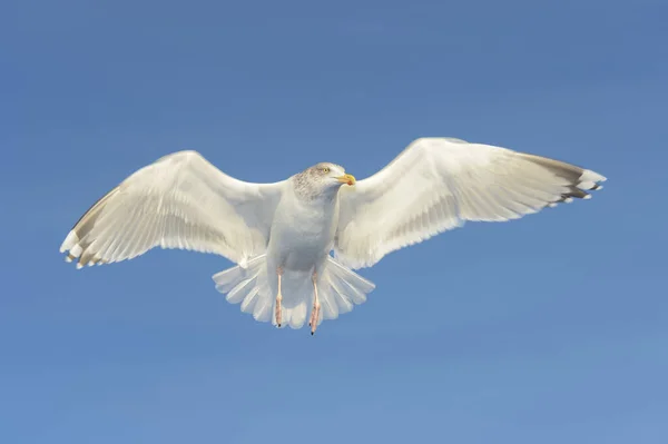 Sill Larus Argentatus Som Flyger Mot Blå Himmel Lauvsness Flatanger — Stockfoto