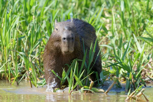 Capybara Hydrochaeris Hydrochaeris Стоящая Реке Пантедж Мато Осо Бразилия — стоковое фото