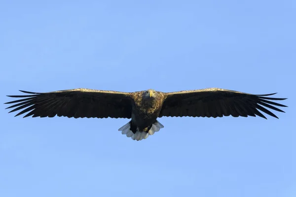 Orel Běloocasý Haliaeetus Albicilla Letící Proti Modré Obloze Hledící Kameru — Stock fotografie