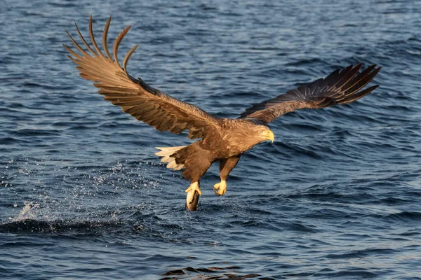 Білоспинний Морський Орел Haliaeetus Albicilla Польоті Полювання Ловлення Риби Flatanger — стокове фото