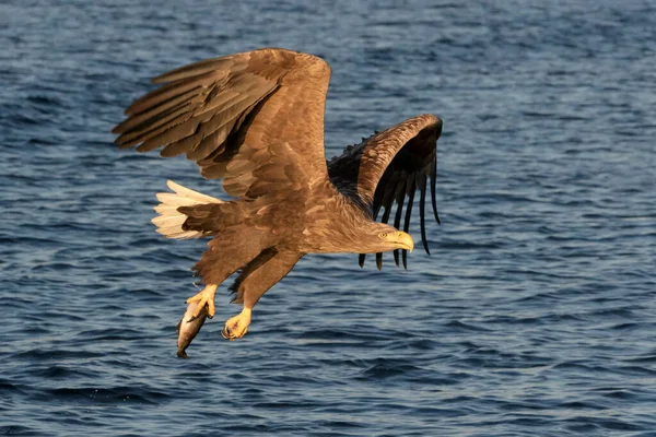 Θαλάσσιος Αετός Λευκή Ουρά Haliaeetus Albicilla Πτήσει Αλιευμένα Ψάρια Flatanger — Φωτογραφία Αρχείου