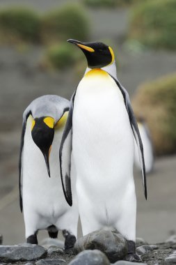 Kral penguen (Aptenodytes patagonicus)