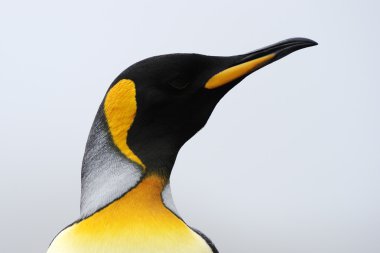 Kral penguen (Aptenodytes patagonicus)