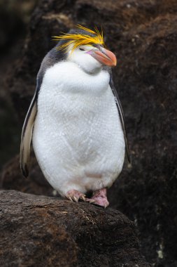 Kraliyet pengueni (eudyptes schlegeli)