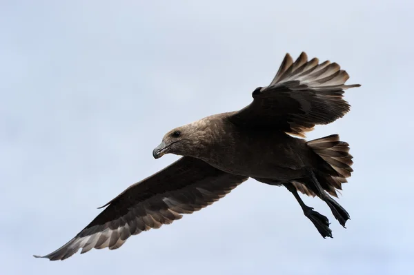 Uçuş kahverengi korsan martı — Stok fotoğraf