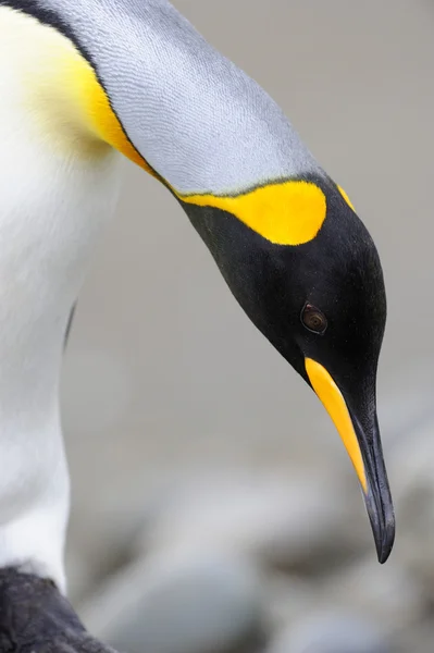 Kral penguen (Aptenodytes patagonicus) — Stok fotoğraf