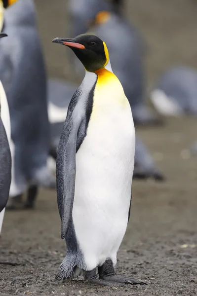 King Penguin (Aptenodytes patagonicus) — Stock Photo, Image