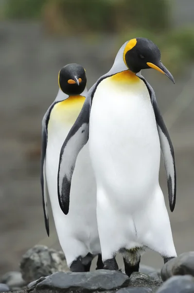 Король Пингвин (Aptenodytes patagonicus ) — стоковое фото