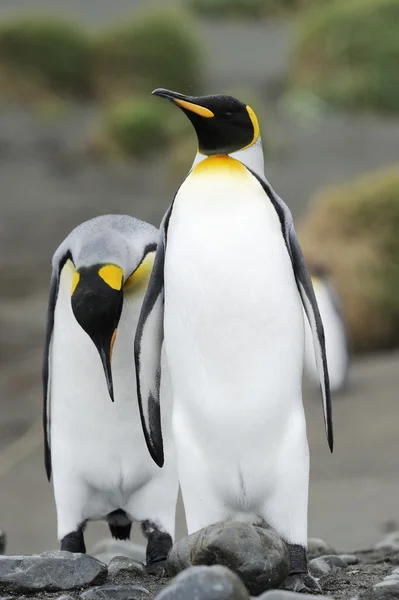 Kung pingvin (Aptenodytes patagonicus) — Stockfoto