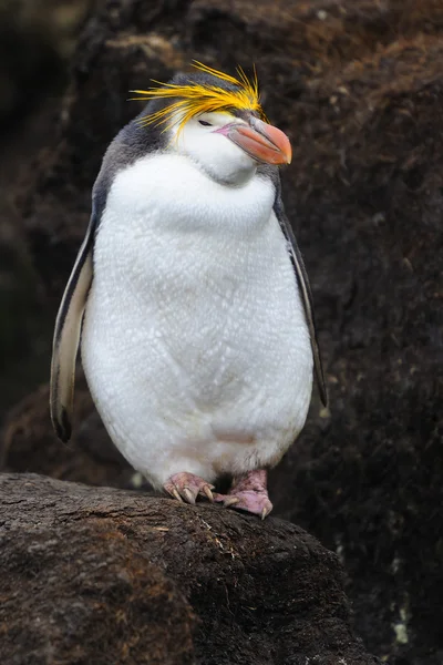 Pinguim real (Eudyptes schlegeli ) — Fotografia de Stock