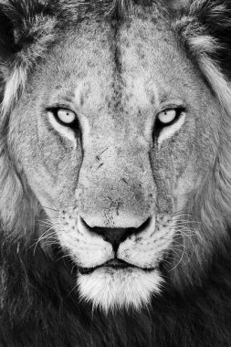 erkek aslan portre renkli kapat.