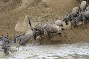 Wildebeest jumping in the Mara river clipart
