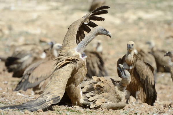 Vautours griffons combattant — Photo