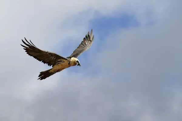 Vautour barbu en vol — Photo