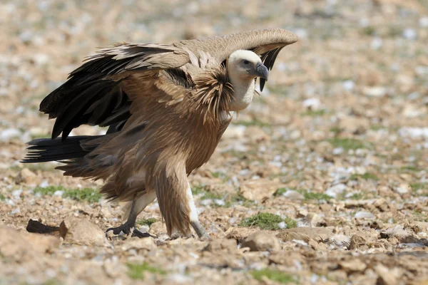 Griffon vulture — Stock Photo, Image