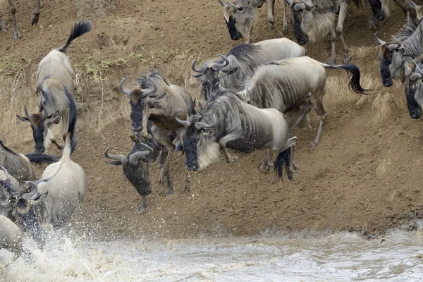 Wildebeest jumping in the Mara river — Stock Photo, Image