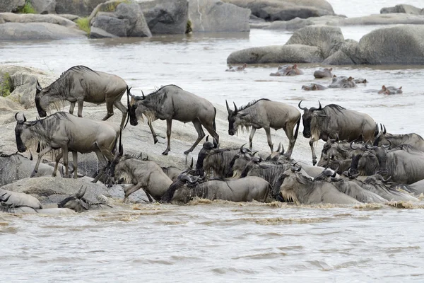 Wildebeest coming out the river after crossing — Stock Photo, Image