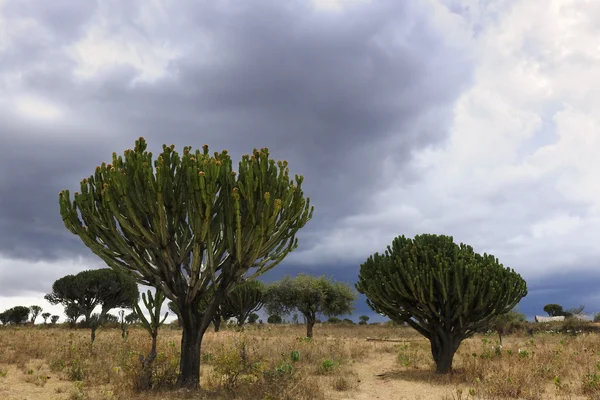 Landscape with Candelabra trees. — Stock Photo, Image