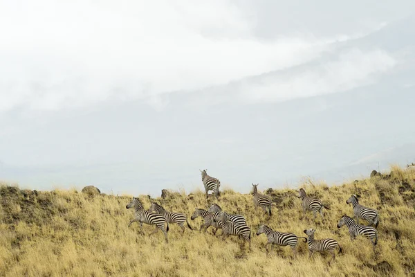 Zebra'nın peyzaj bir tepenin üzerinde geliyor.. — Stok fotoğraf