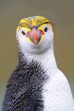 Royal Penguin (Eudyptes schlegeli) portrait clipart