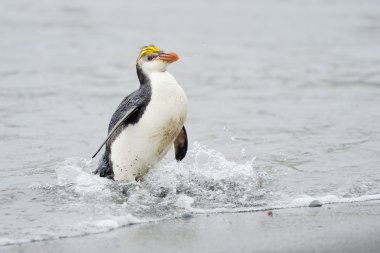 Royal Penguin (Eudyptes schlegeli) coming out the water clipart