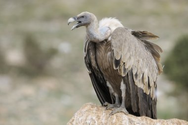 Çığlık griffon akbaba