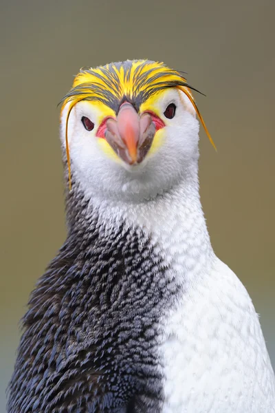Pinguim real (Eudyptes schlegeli) retrato — Fotografia de Stock