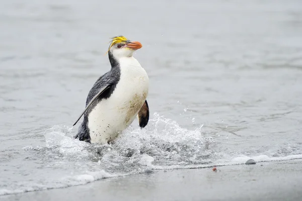 Pinguim real (Eudyptes schlegeli) saindo da água — Fotografia de Stock