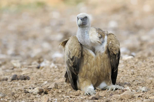 Vale gier zittend op de grond. — Stockfoto