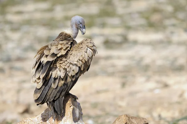 Abutre Griffon em pé sobre uma rocha. — Fotografia de Stock