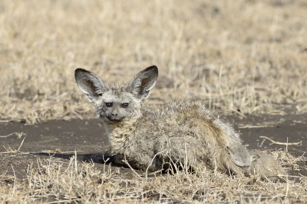 Renard à oreilles chauves-souris avec les jeunes — Photo