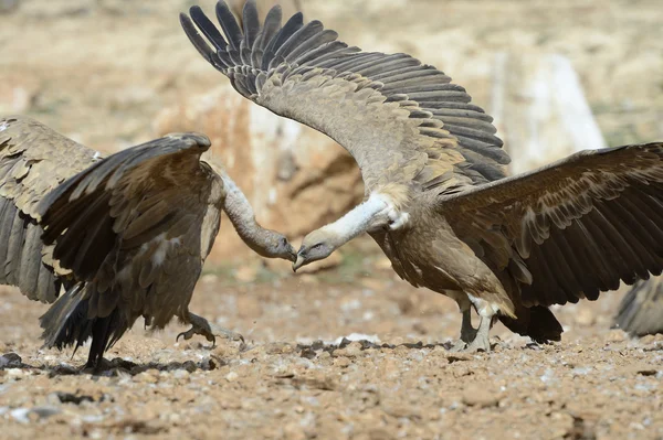Two griffon vultures threatening each other. Stock Image