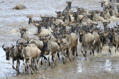 Wildebeest coming out of the river after crossing. clipart