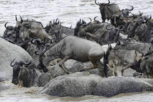Wildebeest stucked on rocks in the Mara river — Stock Photo, Image