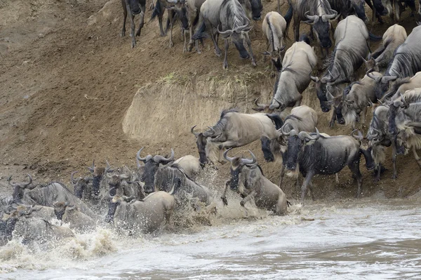 Wildebeest jumping in the Mara river — Stock Photo, Image