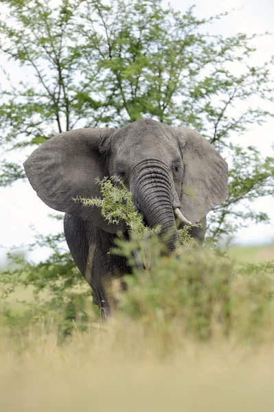Питание слонов с дерева на саванне . — стоковое фото