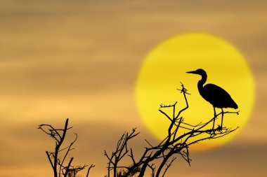 Gri balıkçıl (Ardea cinerea) ağaca tünemiş